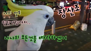 앵무새들 끼리 서로의 말투 따라하는거 아시나요?다롱씨의…