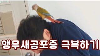 앵무새 무서워하는 남친이랑 앵무새까페 갔어요 ^^ 앵무새유튜버인 여친 만나려면 감수해야 하는 일 (사악함 주의)