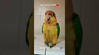 #노래하는 앵무새#음치인데 노래하는거 좋아하는 키키 #…