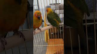 #썬코뉴어#앵무새한쌍#shorts#succulents …