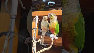 춤추는 앵무새 멋지죠?   #앵무새 #춤 #힙합 #랩 …