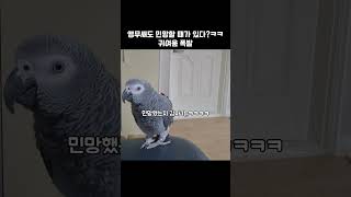 당황한 모습이 이렇게 귀여울 일?! / 회색앵무 랄라 …