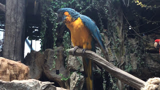 한화 아쿠아플라넷 일산 - 푸른목금강앵무