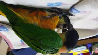 검은머리카이큐