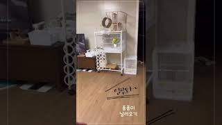 총총이 날라오기 #퀘이커 #앵무새 #총총이 #날라오기