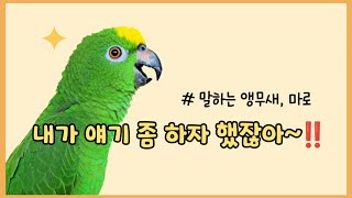 내가 얘기 좀 하자했잖아⁉️ #말하는앵무새 #아마존앵무새 #앵무새와놀아주기