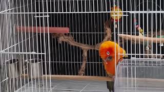 썬코뉴어 앵무새 비비 역시 K발라드를 즐기네요 넘 예뻐요 울 예쁜 애국아기!!!