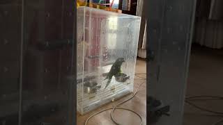 성악발성따라 노래하는 한스마카우 앵무새 한똥이와 함께 …