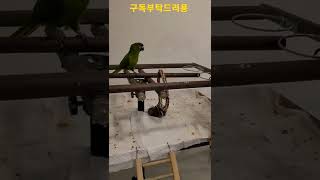 홍금강앵무새가 싫은 한스마카우 #shorts