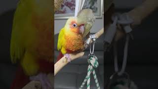 #앵무새분양#왕관앵무#코뉴어앵무#개냥새동물카페