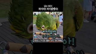 [아마존앵무새]하지말라했다!! 겁보아랑이 더 놀래키는 사랑이 #아랑이 #겁보쫄보 #parrot
