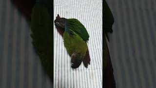 자비 보리의 애정행각♡ #parrot #앵무새 #반려동물