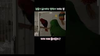 잠들기 싫어하는 앵무새 재우는 법       #뉴기니아…