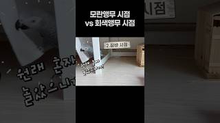 모란앵무 시점 vs 회색앵무 시점