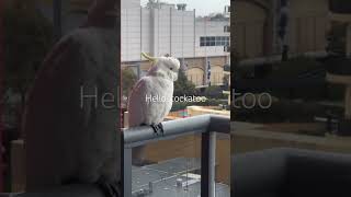 매일매일 만나는 코카투#cockatoo#cockatoolife #반려새 #sydney#cute