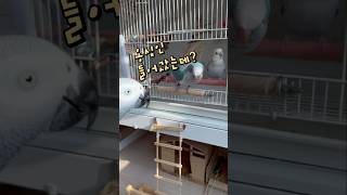 남의 새장 들어가고 싶은 앵무새  회색앵무 잠바