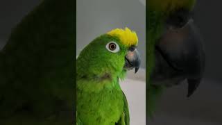 #아빠 #사장님. ㅋ #말하는앵무새. #말이자꾸느네. …