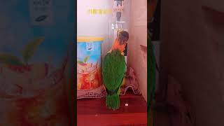 노란머리 카이큐앵무새