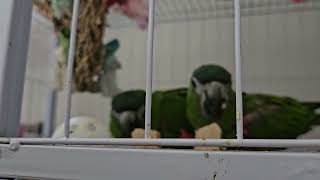 한스마카우 앵무새 나무쪼개기