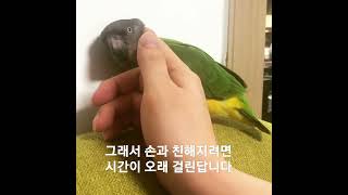 세네갈앵무 카카 친해지기