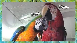 목욕 후 기분이 좋아진 앵무새와 수다떨기 ㅋㅋㅋ