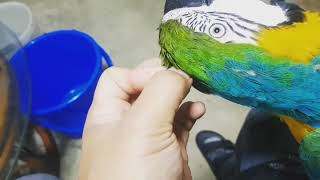 청금강 가시깃 털어주기~