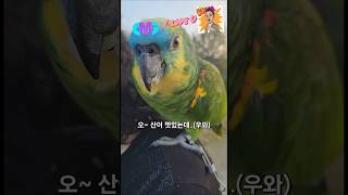 #앵무새 산이 ❤️ 랑해