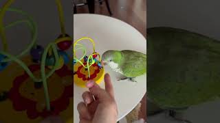 올려~ #앵무새 #퀘이커 #parrot #앵코스터#똑똑…