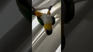 커튼 타기 선수들 #카이큐 #앵무새 #카이큐앵무새  #parrot #caiqueparrot