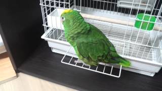 Phone calling parrot amazon yellow crown khai.mp4