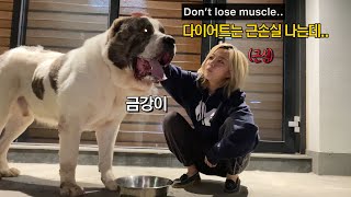 사람보다 큰 개도 다이어트를 한다(feat.금강이의 영양간식)