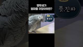 앵무새가 엄마를 귀찮아하면?  회색앵무 잠바