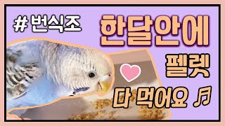 번식조 사랑앵무새 펠렛 적응 100% 성공  펠렛 먹이…