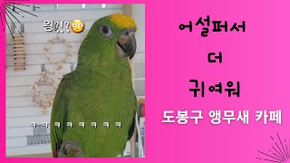 쟈딘앵무, 아마존 앵무의 반전매력 #parrots #앵…