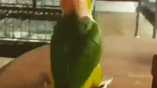 점프하는 앵무새