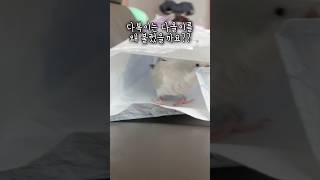 다복이가 다올이를 왜 불렀을까요?(이다복의 외침!! 영…