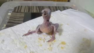 ♤성장기♤그린칙 코뉴어 앵무새 나리의 이유식