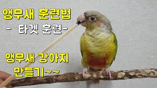 앵무새 훈련(3) -  타겟훈련