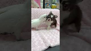 코카투 와 치와와 #코카투#치와와#장모치와와#초코탄치와…