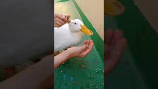 애완오리 루피영상 모음