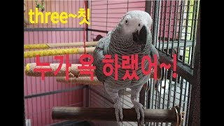 앵무새[똘이]:누가 똘이한테 욕을 가르쳤나요~