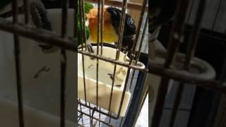 검은머리 카이큐의 먹방