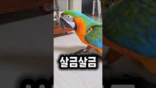 여자친구 몰래 뒤따라가는 수컷앵무새 ㅋㅋ #앵무새 #뭐…