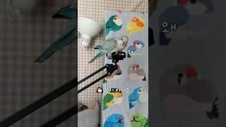 왜 뜯지 말라는 건데! #말하는앵무새#퀘이커앵무송꾸꾸