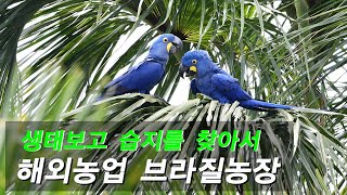 [동물의세계]야생에서 Hyacinth macaw  - 히야신스 마카우(유리금강앵무새)  만나기..멸종위기 1급,사이테스1급보호종,희귀새,가장비싼새,가장큰 앵무새