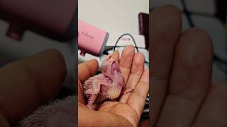 16일되 퀘이커 앵무새 아가에요          #앵무…