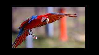 예쁜영상을 선물받았어요~#마카우 #말하는앵무새 #자유비행 #macaw #청금강앵무새 #홍금강앵무새 #애완동물