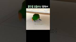 불만을 표출하는 앵무새 | 뚜비를 달래보자        #뉴기니아#앵무새#뉴기니아앵무새 #eclectus #parrot #eclectusparrot #bird#shorts#뚜비