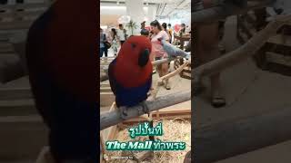 สิ่งที่เรียกว่ารูปปั้น ( เพลง ลื่น ) #pets