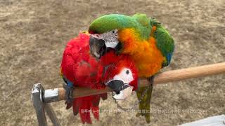 [루카의모험] 금강앵무새 루카와 누비다 친구들 비행 그리고  오봉이의 사랑은 누구에게??